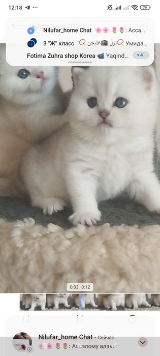 Сотилади Британский Шиншилла Чистокровный Угл &Киз бола