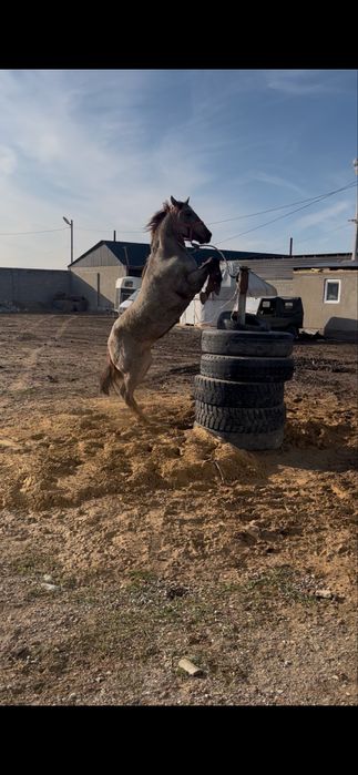 Жеребец Полукровка