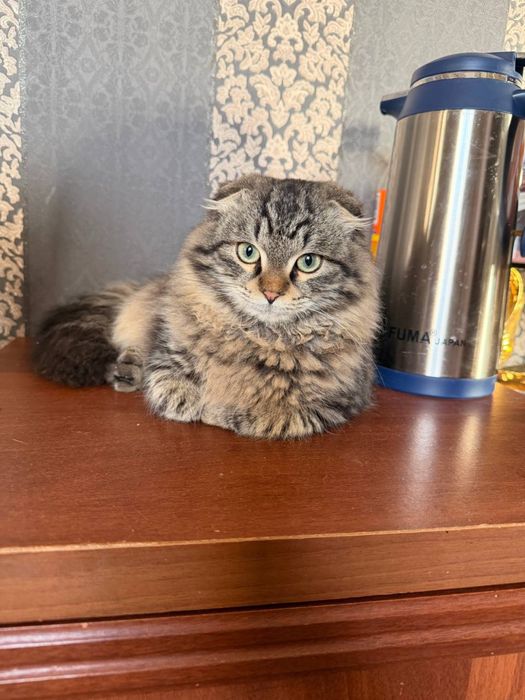 Отдам кота в добрые руки