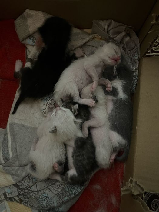 Мысыктарга егесын ыздеймын