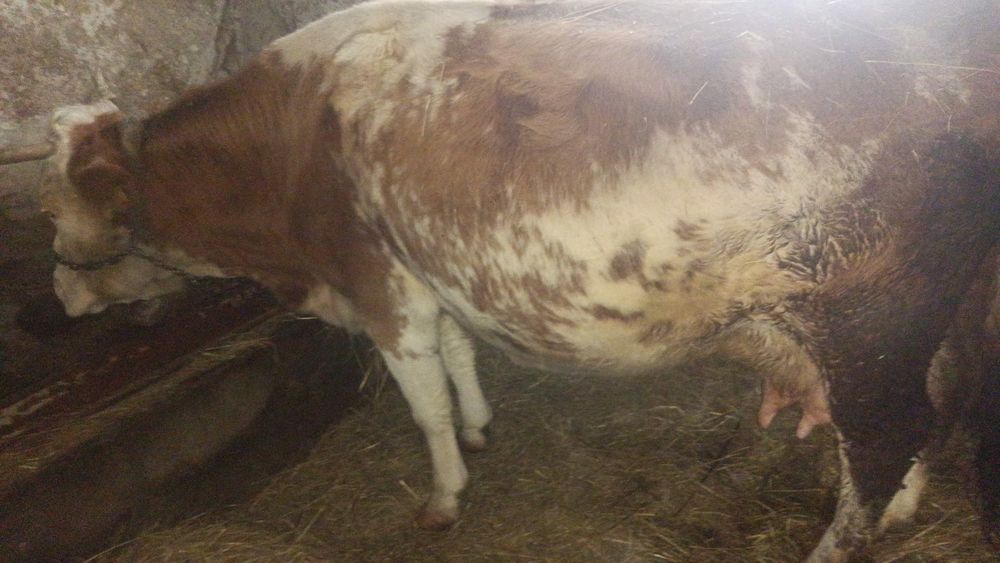 De vânzare vaca gestanta