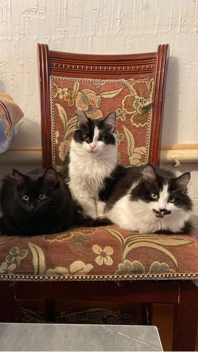 отдам в добрые руки