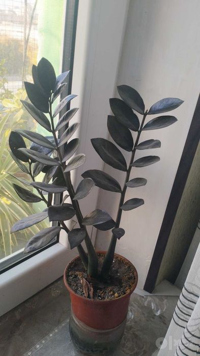 Замиакулькасы зелёные и черные