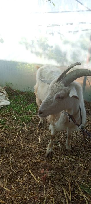 !Ona bola echki
!Zotli
!Bolasi:erke .urgochi
!2 litr suti bor
!Sroch