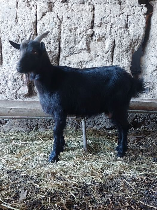 1  туған ешкі 35000