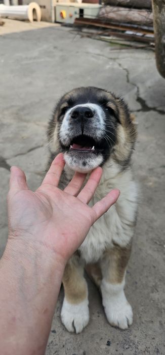 Продаётся шенок алабай