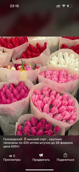 ОПТОМ Голландтық ірі тюльпандар / тюльпаны / цветы / оптм
