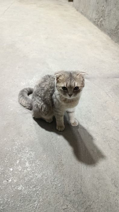 Mushuk scottish fold