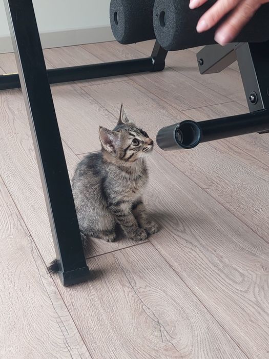 Котята мальчики проглистованы