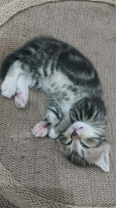 Отдам даром котенка, мальчик