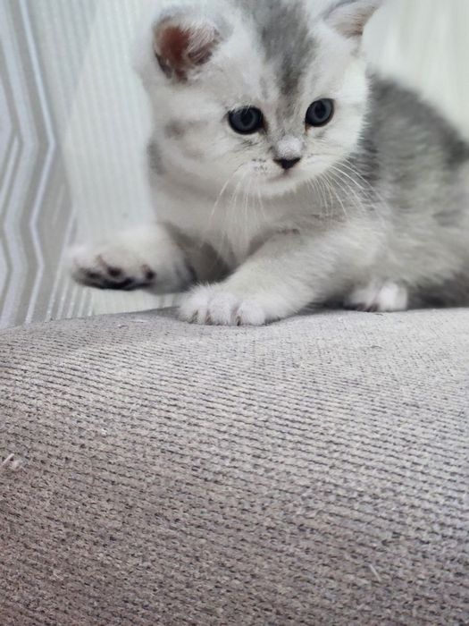 Котята продаются