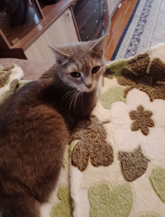 Потерялась кошка