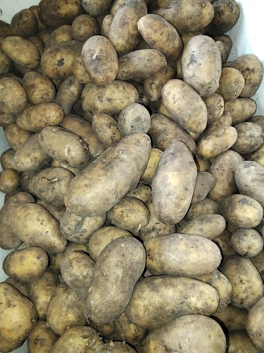 Продам картошку 1500 ведро