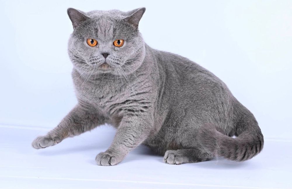 Шотландски котенца