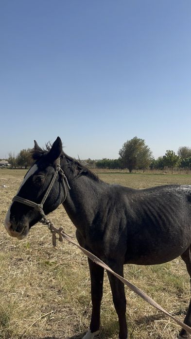 Жылқы сатылады..