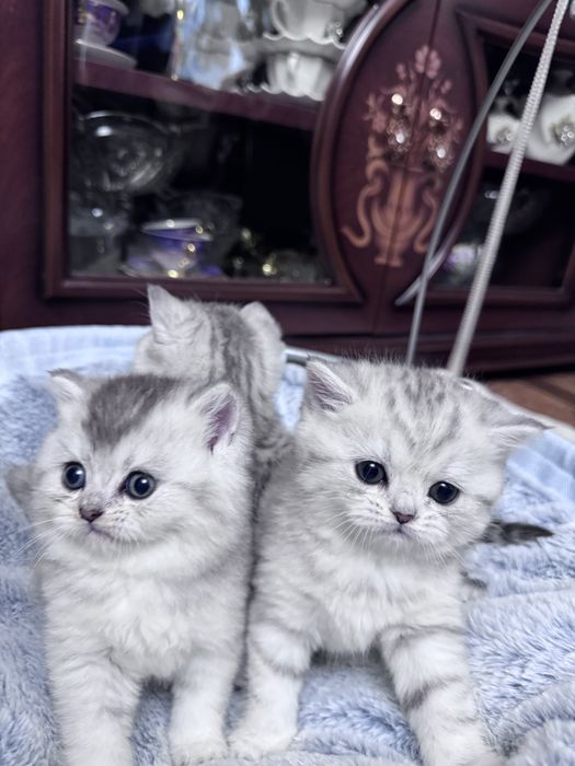 Скотиш страйт серебристая шиншилла