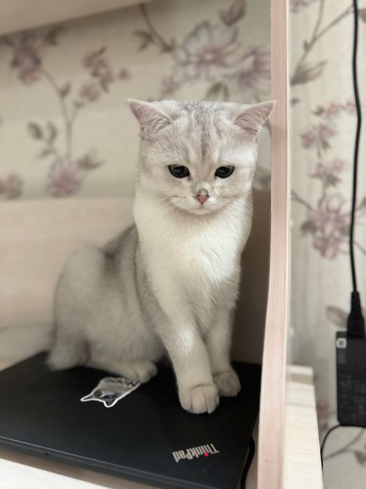 Продается британская шиншилла (серебристый окрас)