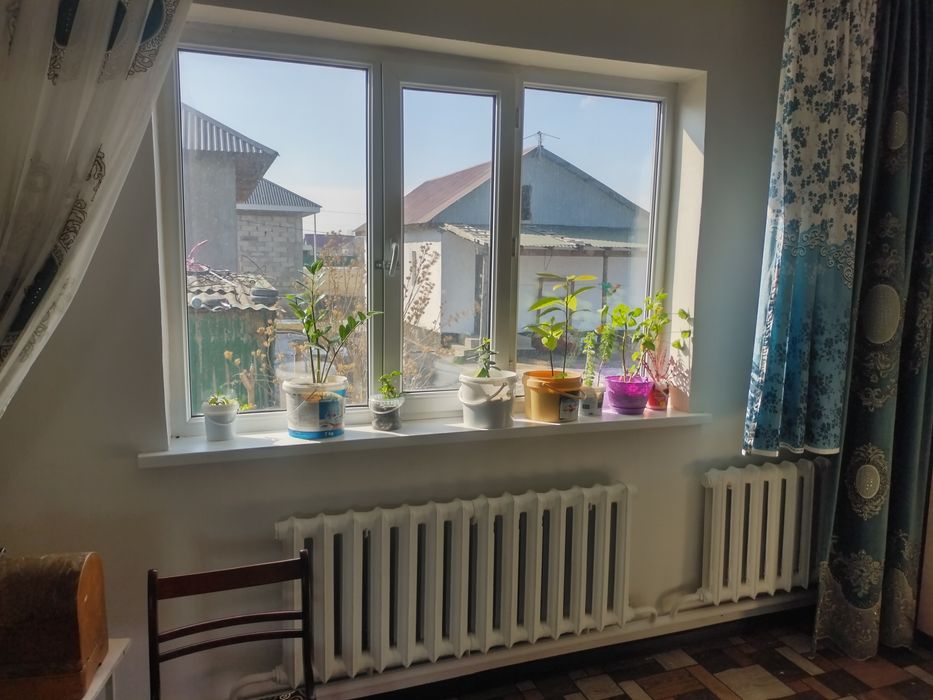 Цветы растение, пальмаьма, финики