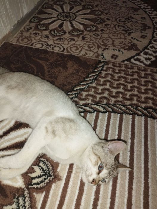 Mushuk bolasi sotiladi