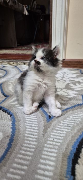 Ovqat tanlamaydi