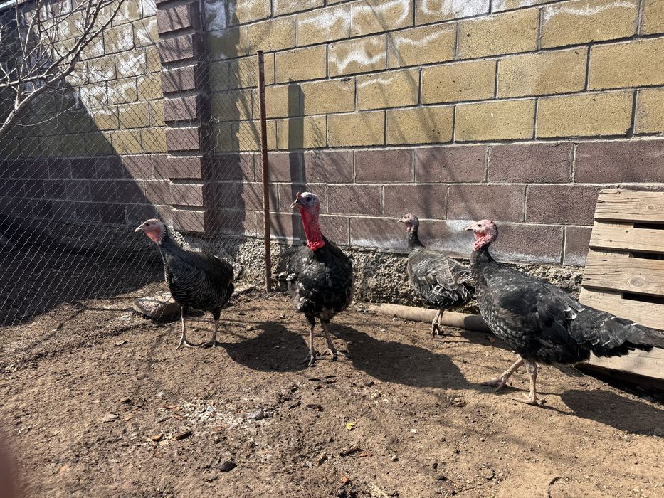 Индюк и 3 индюшки крупные