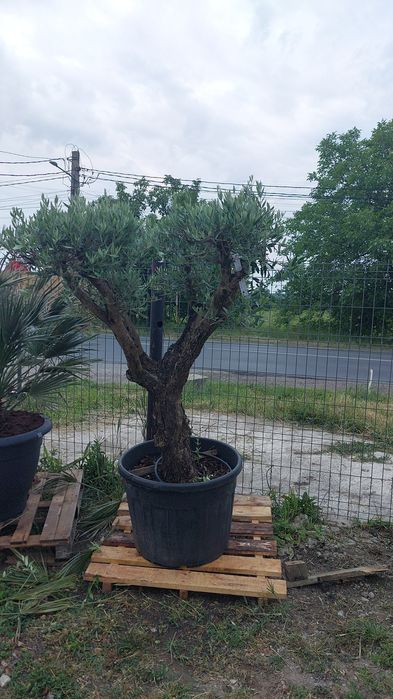 Amenajari gradini de la A la Z