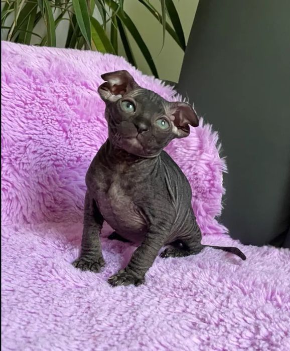 Продаються котята сфинкса