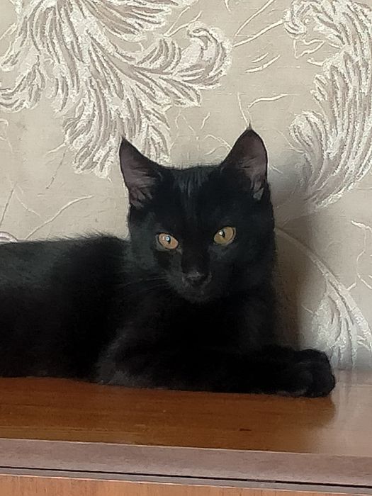 Котята . возраст  3,5мес.