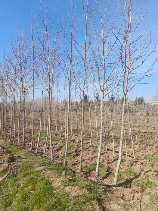 Laylandi mesteacăn platan tei stejar