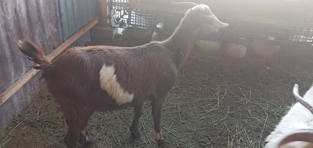 Қозы нубийской породы