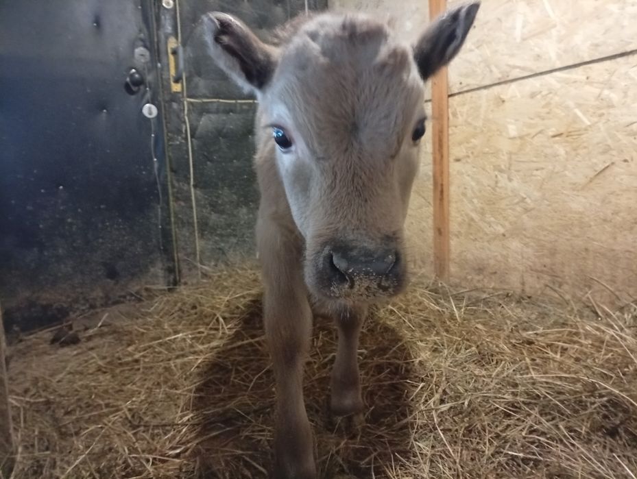 Продам   теленка