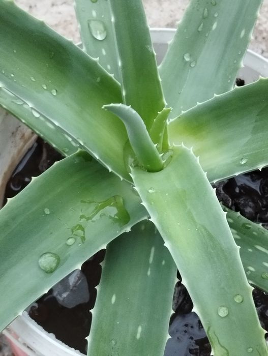 Алоэ столетник 7 лет