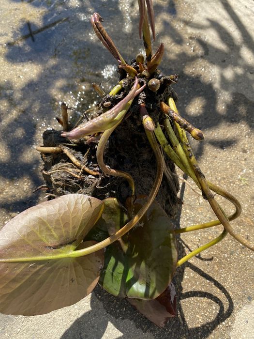 Розова водна Лилия