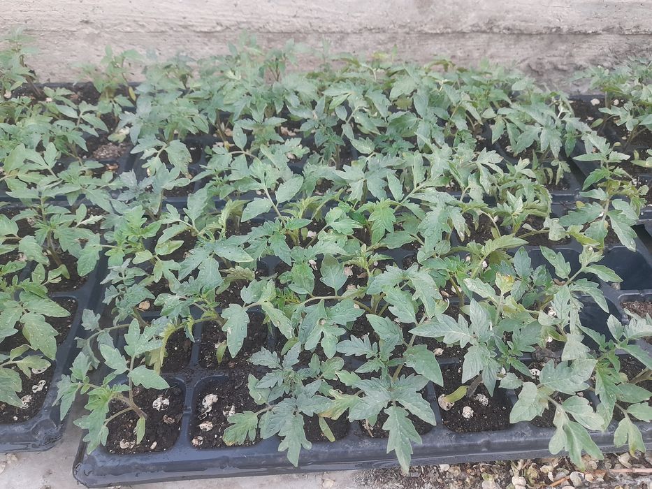 Қызанақ тәтті бұрыш көшеттері бар