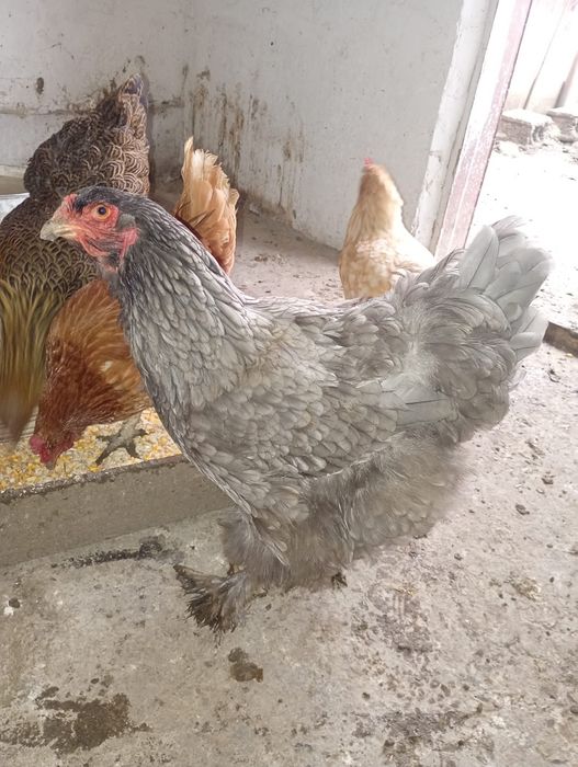 Găini brahma albastru și brahma potârnichiu