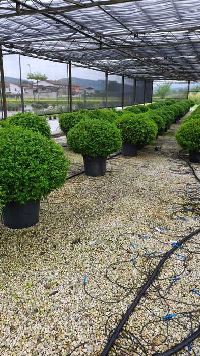 Plante glob, tuia, buxus, euonimus, photinia etc