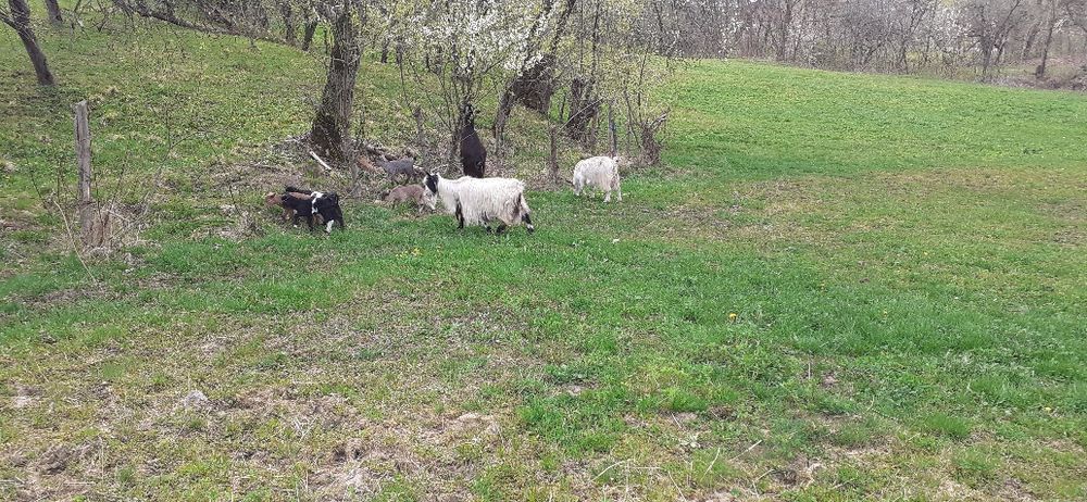 Vând capre cu iezi.