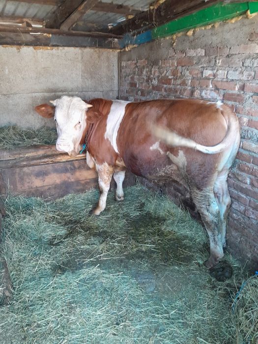 De vânzare vitel de 6luni