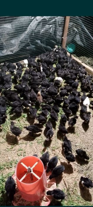 Андижон Кора товук жужалари ва тухумлари сотилади