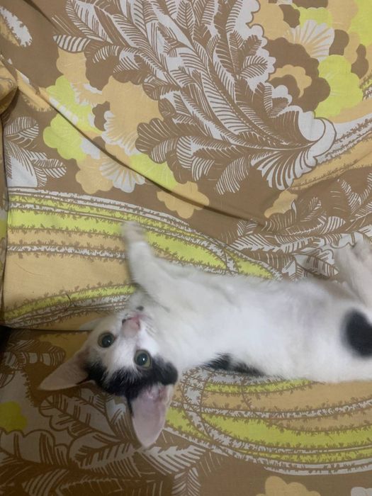 Котята отдам в хорошие руки!