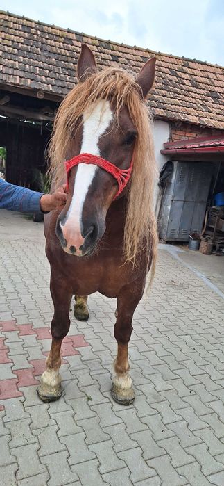 Vând iapă de 5 pe 6 ani blândă cuminte bună de ham sau schimb cu viței înțărcați