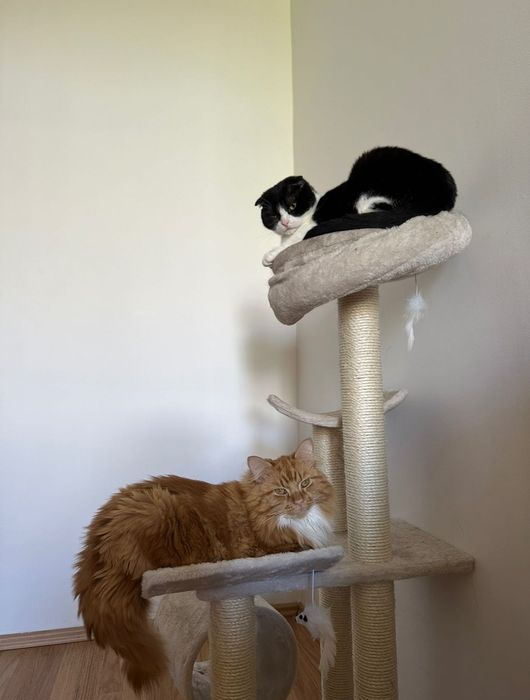 Ansamblu de joacă pisici cu stâlpi de sisal