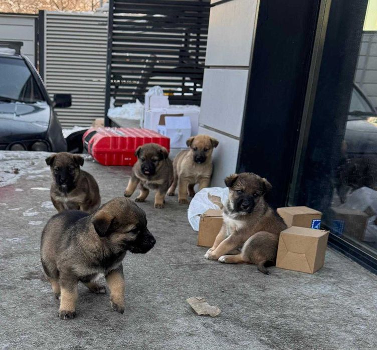 Отдаем щенков в добрые руки.