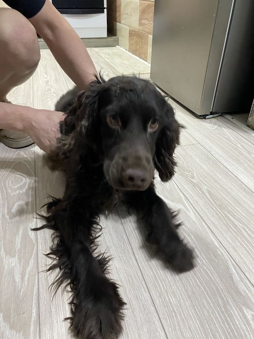 Отдадим в хорошие руки!