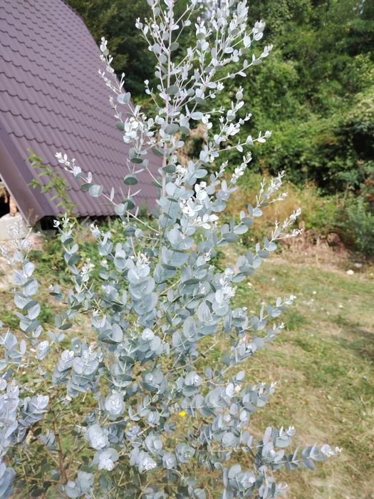 Plante ornamentale / ierburi decorative / gard viu veșnic verde: Cupressus  Arizonica, Leylandii, Prunus, photinia/Conifere