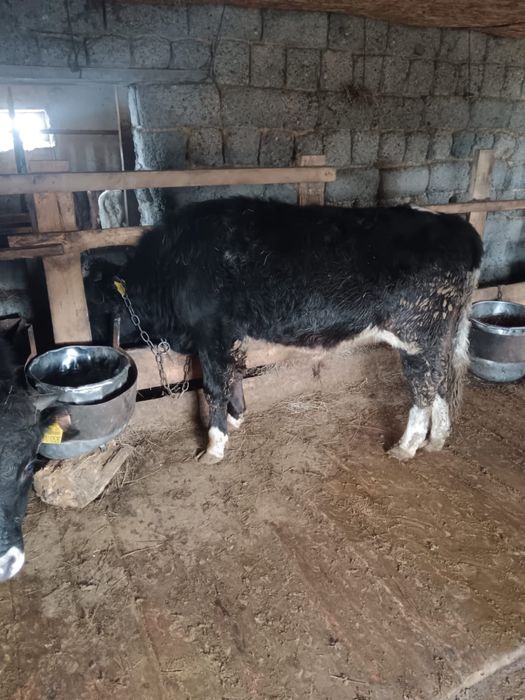 бука сатамын/продам быков