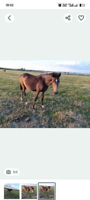 De vânzare 5 cai: Lipițani cu pedigree maestoso gestanta cu appaloosa  metis Frizian × Lipițan și iepe semigrele gestante cu belgian