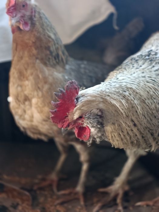 Петух смесь брамы с брауном