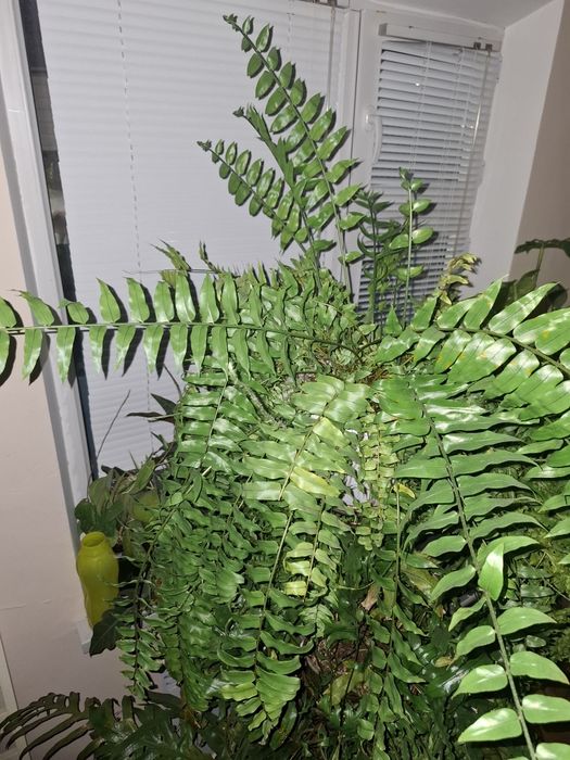 Нефролепис Мачо.