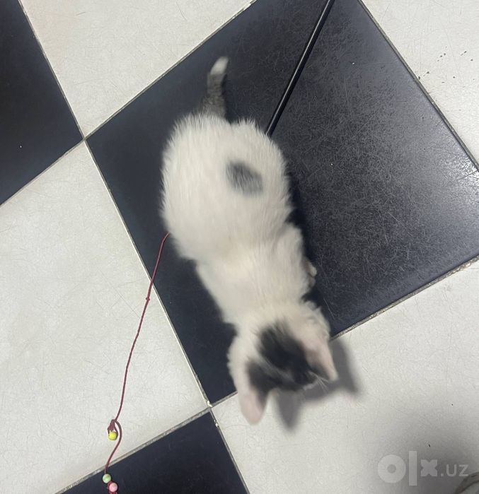 Самарканд.  Котенок- мальчик